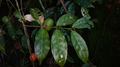 Salacia