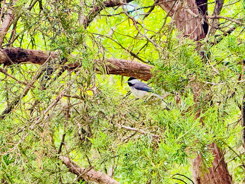 Carolina Chickadee