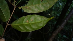 Salacia