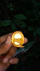 Salacia