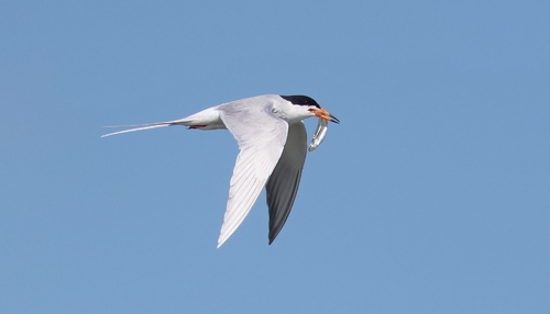 Forster's Tern