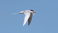 Forster's Tern photo 3