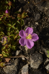 Heterotis rotundifolia