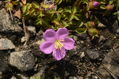 Heterotis rotundifolia