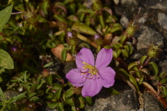 Heterotis rotundifolia