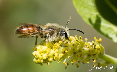 Jane Insect Observations by janeabel · iNaturalist