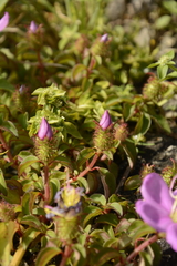Heterotis rotundifolia