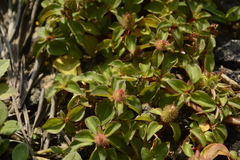 Heterotis rotundifolia