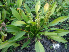 Echinodorus subalatus