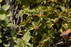 Heterotis rotundifolia