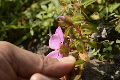 Heterotis rotundifolia