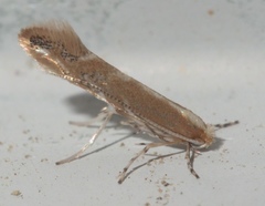 Cameraria quercivorella