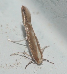 Cameraria quercivorella