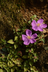 Heterotis rotundifolia