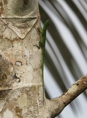 Anolis chloris