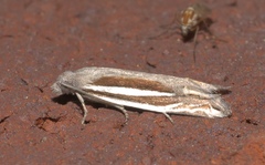 Eucosma spiculana