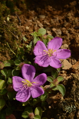 Heterotis rotundifolia