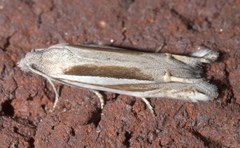 Eucosma spiculana