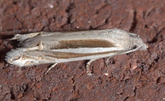 Eucosma spiculana