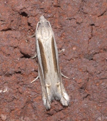 Eucosma spiculana