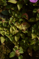Heterotis rotundifolia