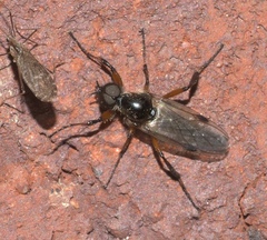 Bibio articulatus