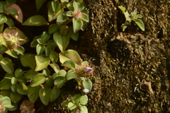 Heterotis rotundifolia