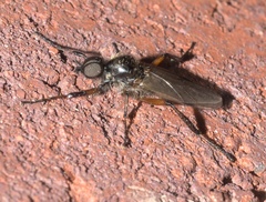 Bibio articulatus