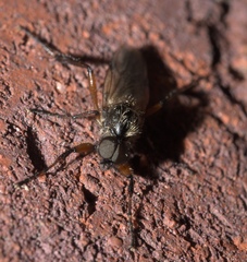 Bibio articulatus