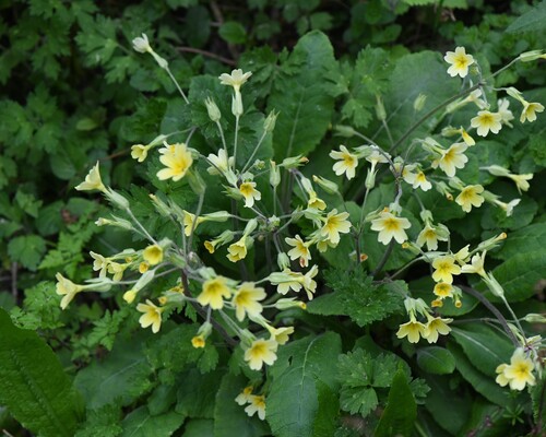 Primula × polyantha, photograph 6