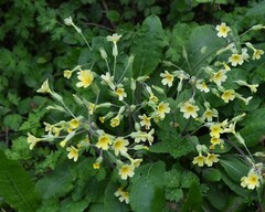Primula × polyantha, photograph author not stated, no rights reserved
