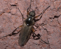 Bibio articulatus