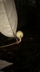 Croton zeylanicus