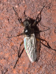 Bibio articulatus