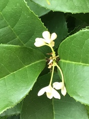 Osmanthus fragrans