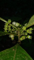 Mycetia acuminata