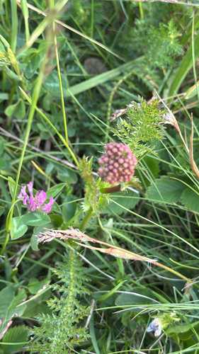 Filipendula vulgaris iNat (1)