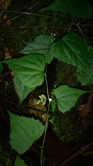 Zehneria