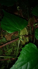 Zehneria