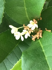 Osmanthus fragrans