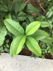 Osmanthus fragrans