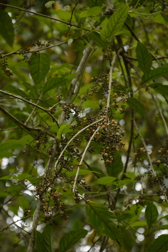 Image of Maesa indica by (c) Siddarth Machado, some rights reserved (CC BY)