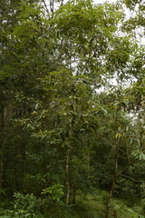 Actinodaphne malabarica