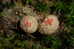 Calostoma