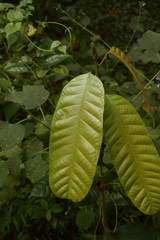 Vateria indica