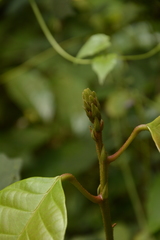 Vateria indica