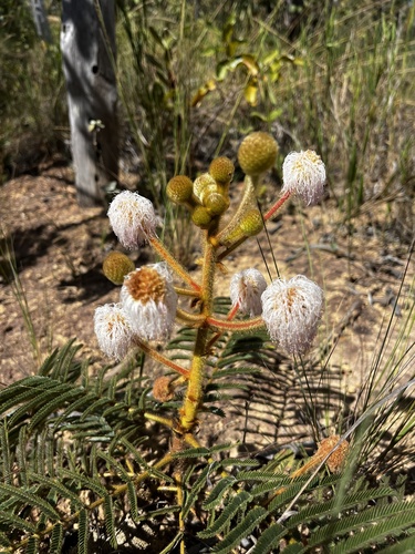 Mimosa claussenii observed 2026-05-14