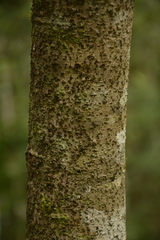 Actinodaphne malabarica