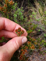 Epacris alpina
