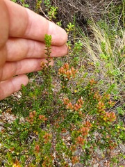 Epacris alpina